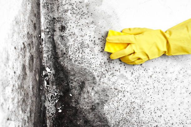 Best Mold Damage Repair  in Dalworthington Gardens, TX