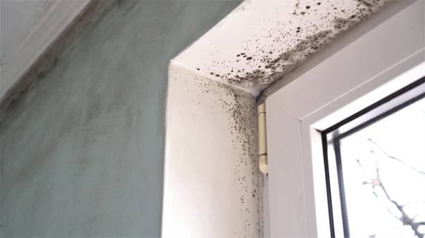 Best Affordable Mold Removal  in Dalworthington Gardens, TX