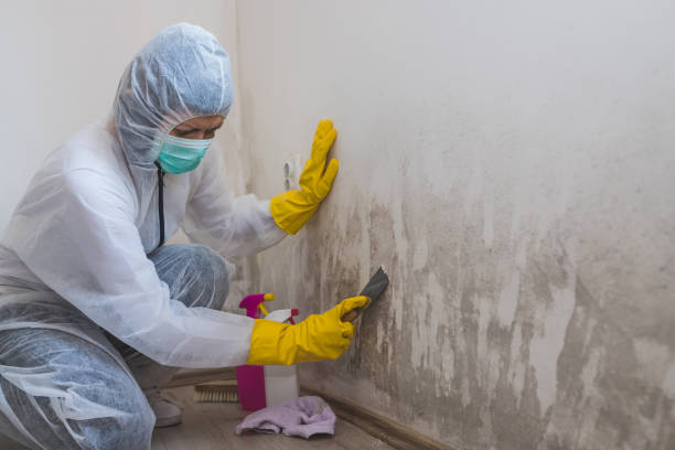 Best Toxic Mold Removal  in Dalworthington Gardens, TX