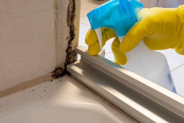 Best Commercial Mold Removal  in Dalworthington Gardens, TX