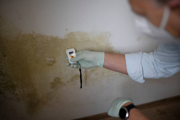 Best Mold Removal and Inspection  in Dalworthington Gardens, TX