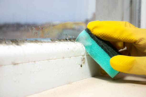 Best Black Mold Removal  in Dalworthington Gardens, TX