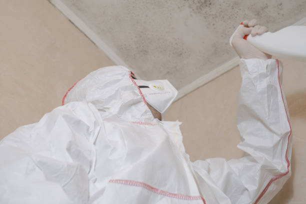 Best Same-Day Mold Removal  in Dalworthington Gardens, TX