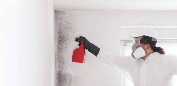 Best Residential Mold Removal  in Dalworthington Gardens, TX