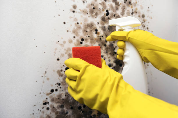 Best Black Mold Removal  in Dalworthington Gardens, TX